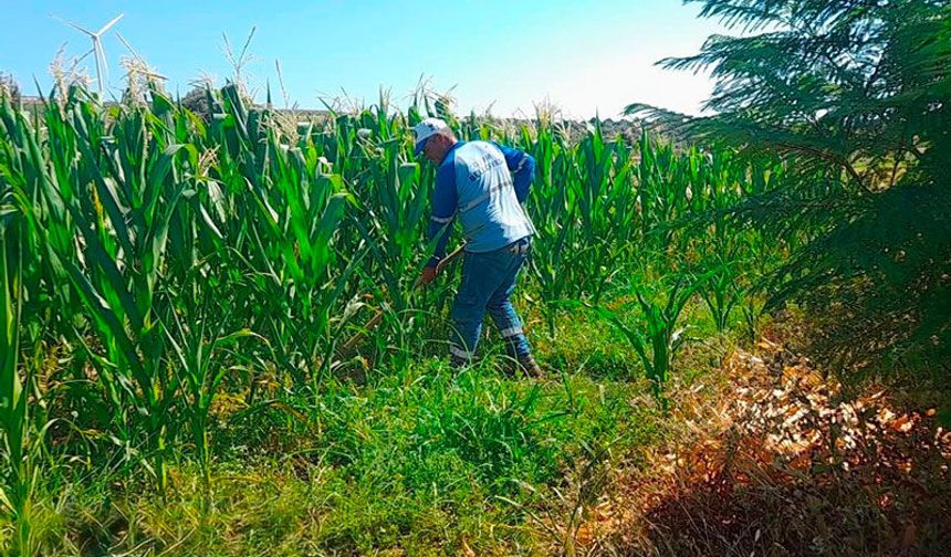 Didim Belediyesi fidanlığında üretim büyüyor