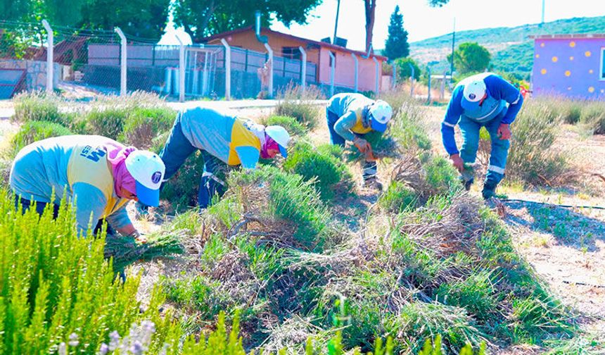 Didim Belediyesi Akköy Fidanlığı'nda lavanta hasadı gerçekleştirildi