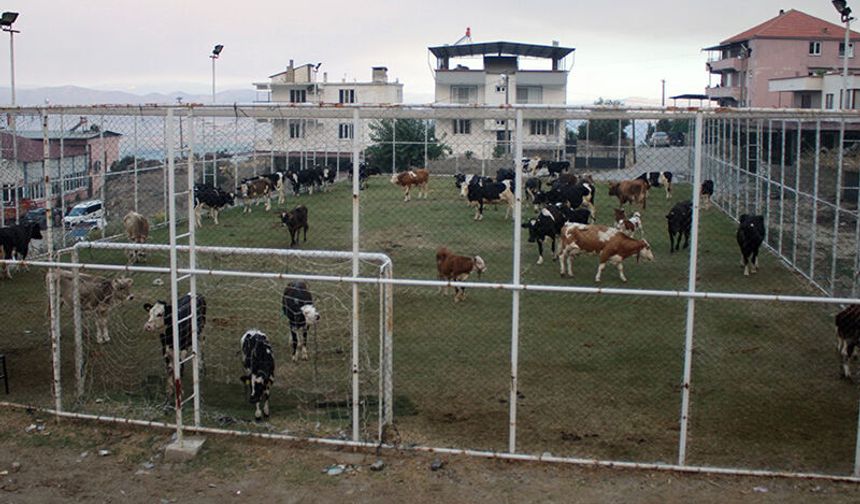 Çine’de hayvanlar halı sahada korumaya alındı