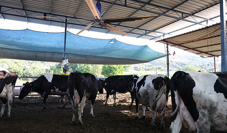 Aydın'da çöl sıcakları inekleri strese soktu