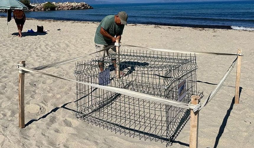 Caretta yuvası koruma altına alındı