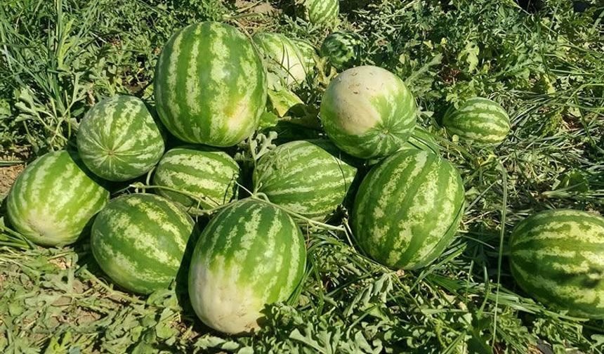 Cincin karpuzunda ilk hasat heyecanı yaşandı
