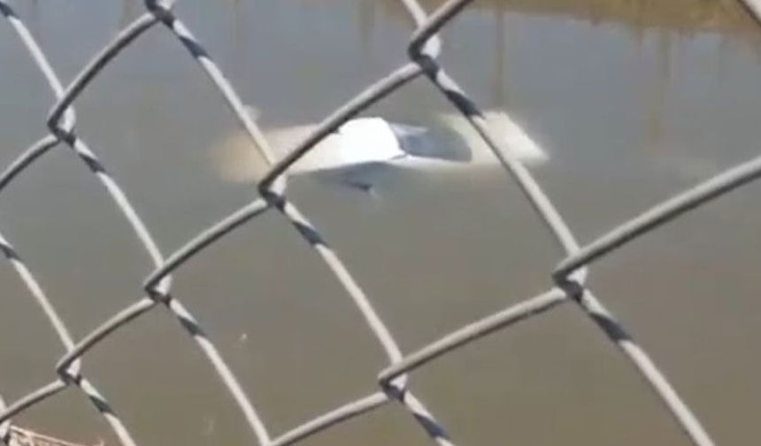 Aydın'da otomobil sulama kanalına uçtu
