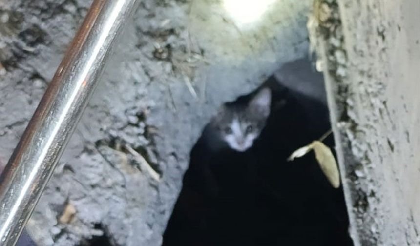 Mazgalda 3 gün mahsur kalan kedi, kurtarıldı
