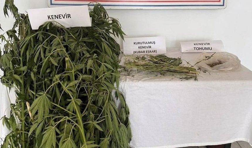 Aydın’da jandarmadan kenevir baskını