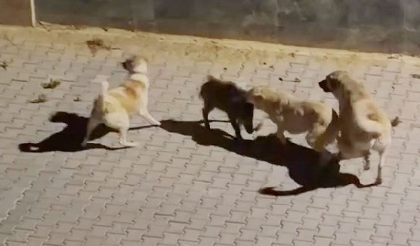 Köpeklerin saldırdığı yaban domuzunu sürüsü kurtardı