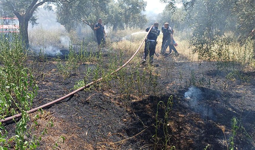 Ot biçerken zeytinliği yaktı