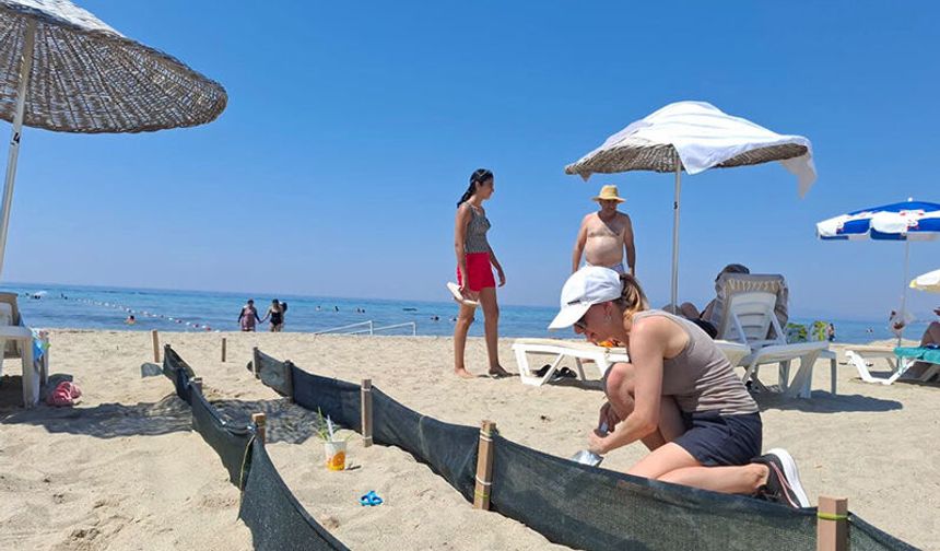 Deniz kaplumbağaları denizle buluşuyor