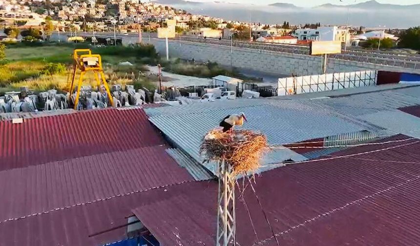 Leylek yavrularının göç yolculuğu talihsizlikle kesildi