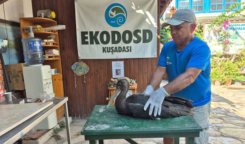 Nadir görülen karaleylek Söke'de yaralı halde bulundu