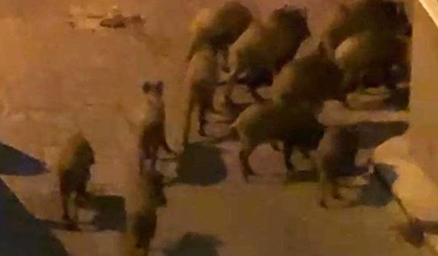 Kuşadası’nda yaban domuzları şehre alıştı