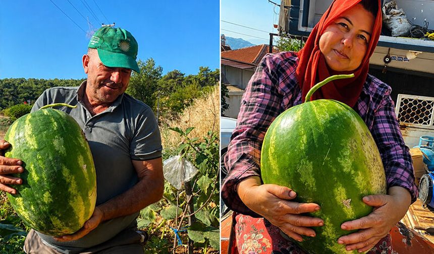 Aydın'da 550 rakımda karpuz ve balkabağı yetiştiriyorlar