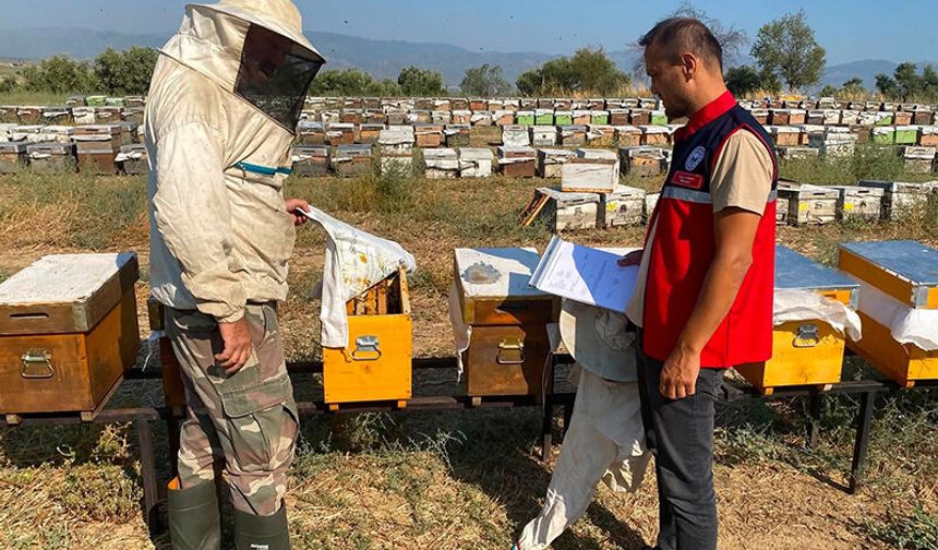 Nazilli’de arılı kovan tespit çalışmaları sürüyor