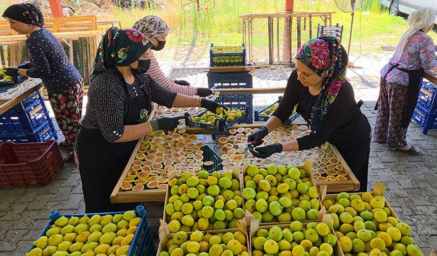 Aydın'dan dünyaya yayılan lezzet: İncir Cipsi