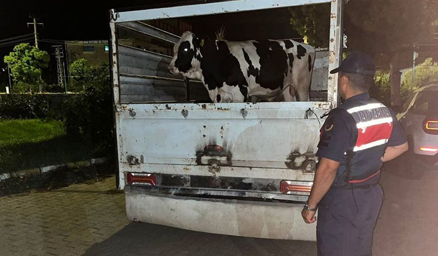 Çine’de 365 bin TL’lik hayvan satışı sonrası şok