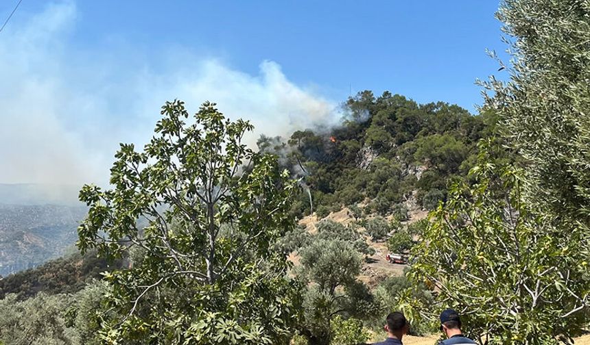 Germencik'te orman yangını:  Havadan ve karadan müdahale edildi
