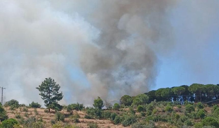 Koçarlı'da ormanlık alanda yangın