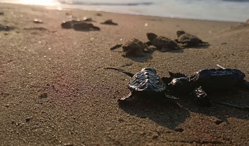 Sürpriz yuvadan 67 caretta caretta yavrusu çıktı