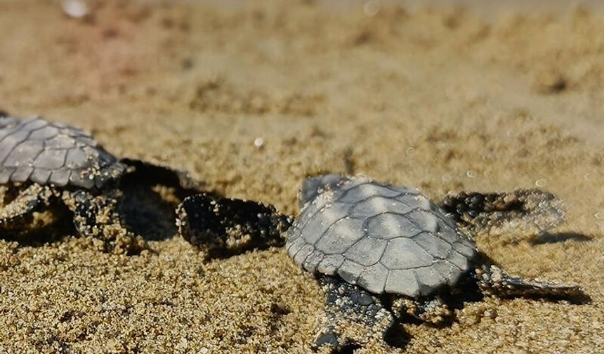 Kuşadası’nda sürpriz caretta caretta çıkışı