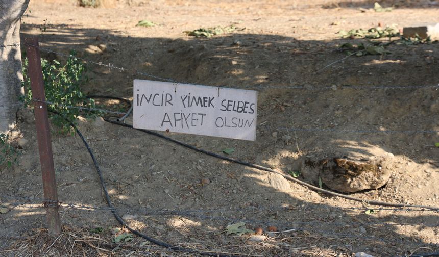“İncir Yimek Selbest”
