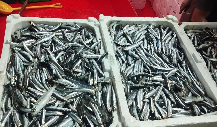 Didim’de Hamsi Denetimi Sürüyor