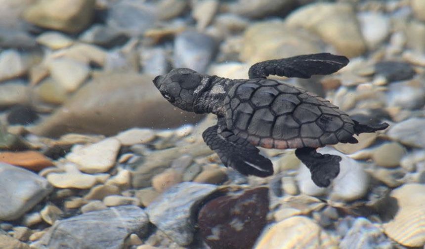 214 yavru caretta denizle buluştu