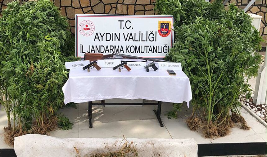 Ormanlık alanda kenevir operasyonu