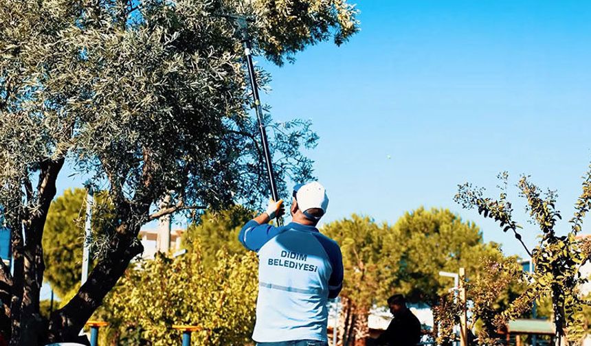 Didim Belediyesi zeytin hasadına başladı