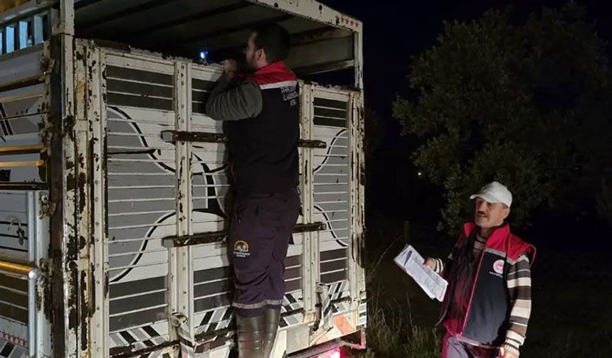 Aydın’da hayvan pazarlarında sıkı denetim