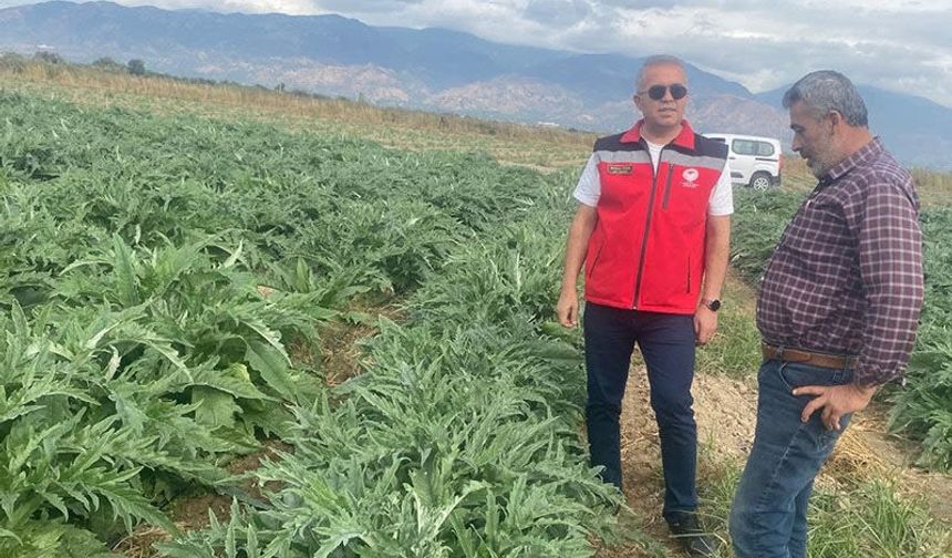 Coğrafi işaretli Gölhisar Enginarı'nda hasat için geri sayım başladı