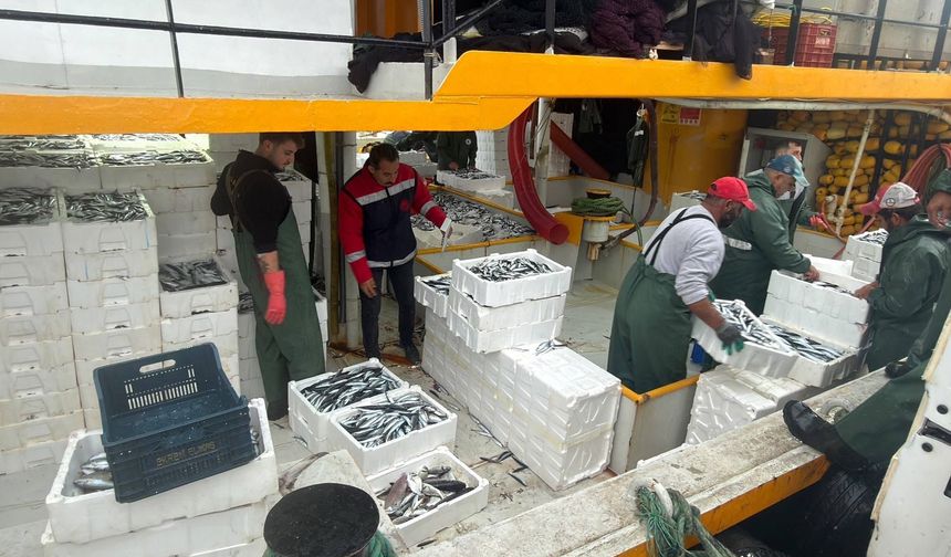 Didim'de Hamsi Kotası Denetimleri Sürüyor