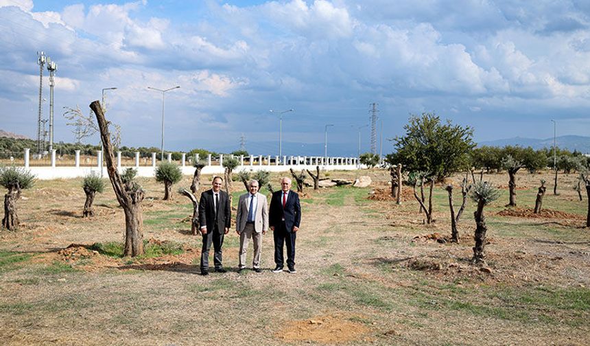 Tarihi zeytin ağaçları toprakla buluştu