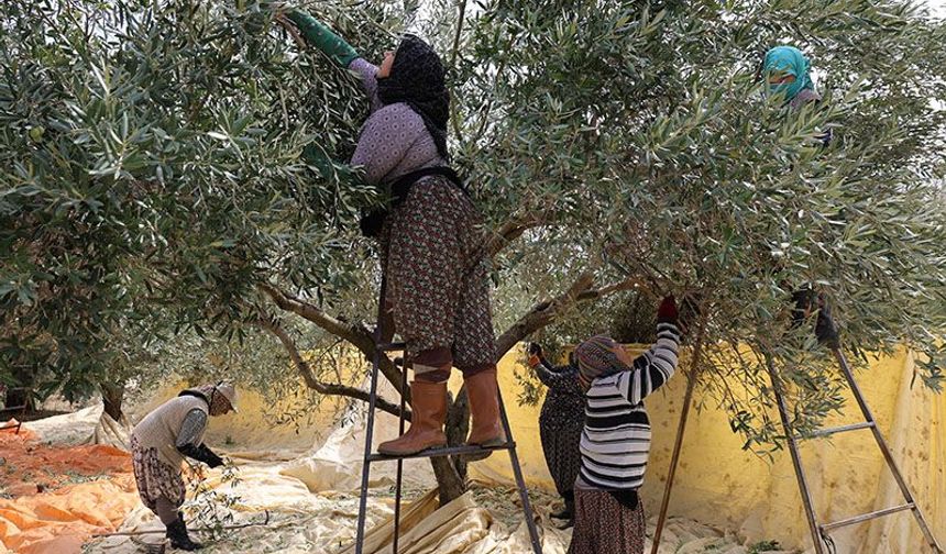 Aydın'da zeytin hasadı başladı